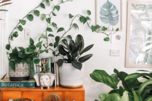 Use plants as a great decorating ideas.