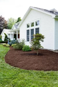 Cleanly edged flower bed filled with fresh dark brown mulch, small shrubs, and a Japanese maple along the side of a white siding home.